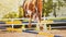 The hooves of a sorrel horse jumping over a high yellow-blue barrier on a sunny summer day. Equestrian sports and horse riding.