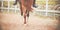 The hooves of a sorrel horse with a rider in the saddle step on the sand on an open outdoor. Horse riding. Equestrian sports