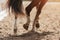 The hooves of a sorrel horse, trotting across a sandy field