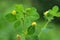 Hop alfalfa Medicago lupulina blooms in the meadow