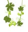Hop. A branch with arc leaves and cones. Sagging shoots with leaves. Wild nature. Flat style illustration. Vector.