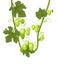 Hop. A branch with dense arc leaves and cones. Sagging shoots with leaves. Wild nature. Flat style illustration