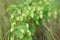 Hop with cone, leaves with grains on wooden. Malt maturation process