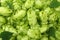 Hop cones background. Hop cones texture. Beer brewing ingredients. Beer background. Top view