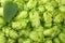 Hop cones background. Hop cones texture. Beer brewing ingredients. Beer background. Top view