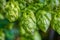 Hop cones, close-up. Agricultural plant used in the brewing industry