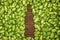 Hop cones formed as a shape of beer bottle on wooden background. Beer concept. Natural ingredients of brewery process