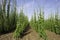 Hop crop rows and blue sky