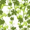 Hop. Dense branches overgrown with cones. Sagging shoots with leaves. Wild nature. Seamless pattern. Square isolated