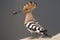 Hop, Eurasian Hoopoe, Upupa epops