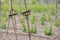 Hop field, early spring time near Zatec, Czech Republic