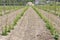 Hop field, early spring time near Zatec, Czech Republic