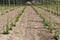 Hop field, early spring time near Zatec, Czech Republic