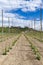 Hop field, early spring time near Zatec, Czech Republic