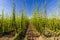 Hop field in Zatec region, Czech Republic