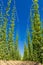 Hop field in Zatec region, Czech Republic