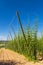 Hop field in Zatec region, Czech Republic