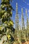 Hop field in Zatecz region, Czech Republic