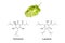 Hop flower and chemical formula of humulone and lupulone