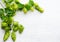 Hop. Fresh whole hops on white wooden table. Blossoming hops with green leaves closeup over white background. Beer ingredients