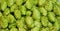 Hop heads, brewing bee hops background