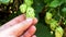 Hop plant closeup in the hand of the farmer