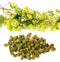 Hop plant and hop pellets for preparing beer