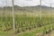 Hop plants plantation, near Riwaka, Tasman, New Zealand