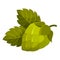 Hop seeds icon, natural organic autumn decoration