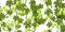 Hop. Thick branches overgrown. Sagging shoots with leaves. Wild nature. Seamless pattern. Horizontal rectangular