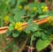 Hop Trefoil (Trifolium campestre)