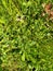 Hop Trefoil - Trifolium campestre, Norfolk, England, UK