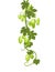 Hop. A vertically branch with dense leaves and funny cones. Sagging shoots with leaves. Wild nature. Flat style