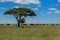 Hope - Herds of African Elephants in the Serengeti National Park