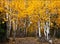 Hope Valley Aspens