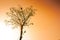 Hopeful Whispers: Dried Silhouette Tree with Bird Nest in the Orange Sky
