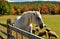 Hopewell Furnace, PA: Grazing Sheep and Horse