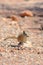 Hopi Chipmunk