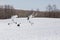 Hopping, Dancing Red-Crowned Cranes