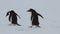 Hopping gentoo penguins