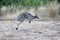 Hopping Kangaroo