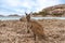 Hopping kangaroo on kangaroo island Australia