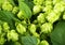 Hops background, close up, green
