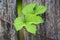 Hops, climbing on a wooden mast