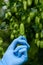 Hops cone in scientist hand on hop yard