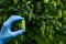 Hops cone in scientist hand on hop yard for beer