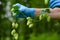 Hops cones branch in scientist hand on hop yard. Humulus lupulus