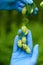 Hops cones in scientist hands hop yard