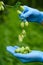 Hops cones in scientist hands hop yard inspection ready for harvest beer production