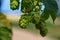 Hops farm detail